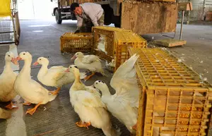 Japans Saitama reports first bird flu outbreak this season