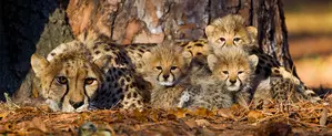 MP: African cheetah Neerva gives birth to cubs, 5th successful delivery at Kuno