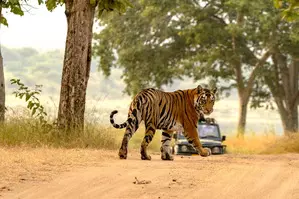 India’s tiger population rises to 3,682, doubles since 2006