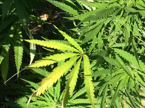 Fijian police seize over 400 marijuana plants