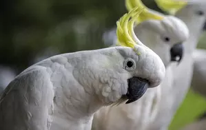 Endangered Australian cockatoo among worlds longest-living birds