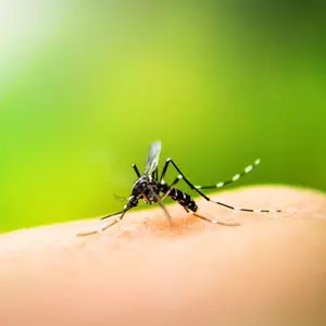 Bangladeshs dengue deaths near 500