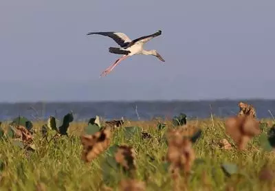 Migratory birds arrive at Myanmars wetland sanctuary for winter