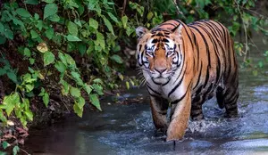 PM Modi hails rise in tiger population, addition of 57th reserve