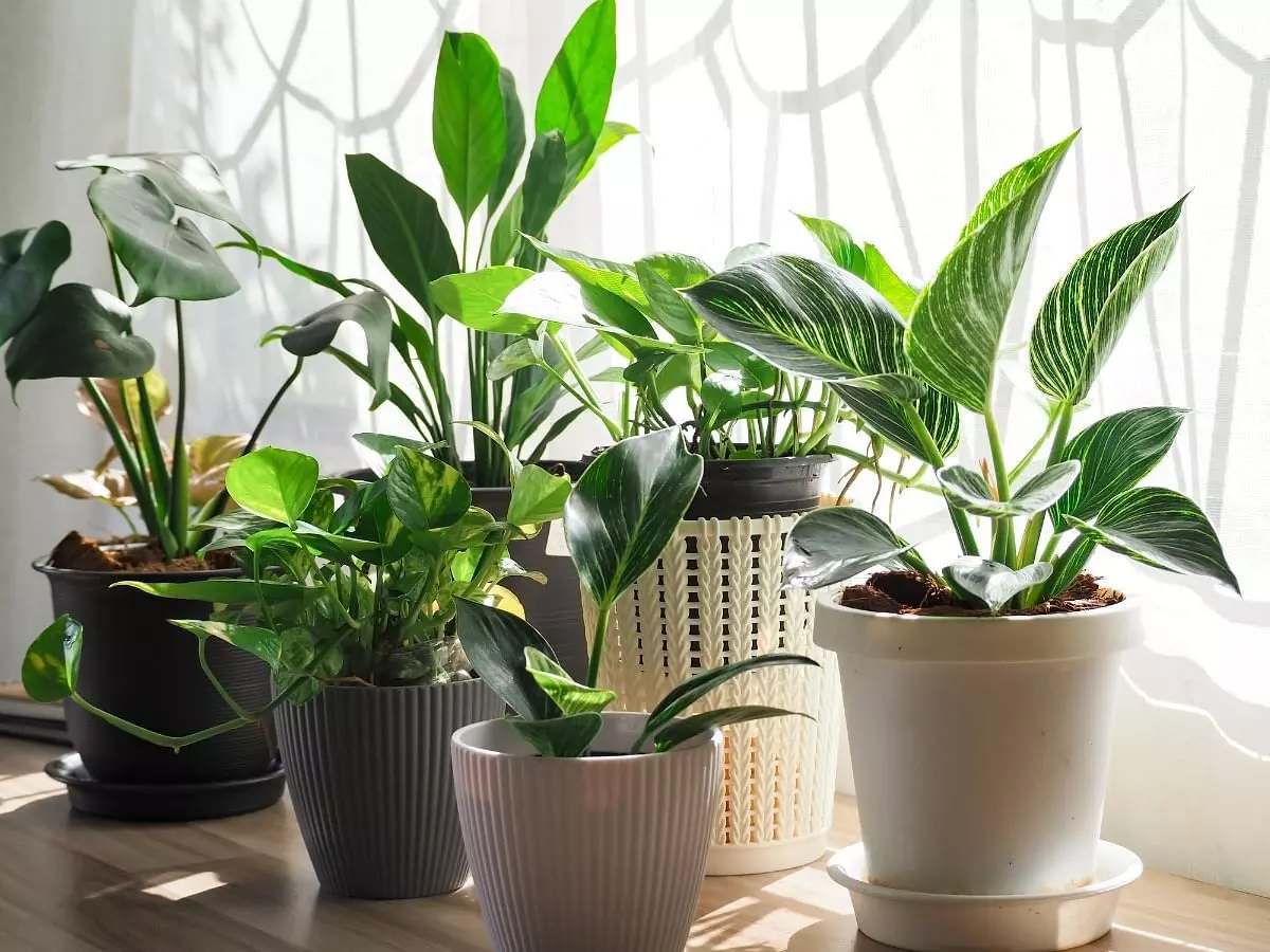 Plant care in winter: Easy tips to protect them from cold and keep healthy