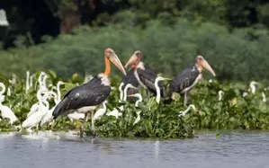 TN reconstitutes state Bird Authority, includes Wetland Authority