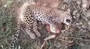 Leopard dies after falling in a trap in Andhra Pradesh