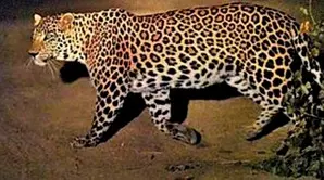 Central School in Bihars Bihta shut indefinitely due to leopard scare