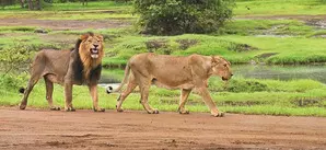 MP receives two Asiatic lions in exchange of two tigers from Gujarat