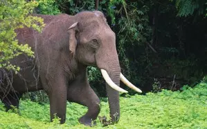 Wild tusker on rampage: Two ‘Kumki’ elephants deployed in TNs Nilgiris