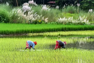 Inflation burden eases for farm and rural labourers