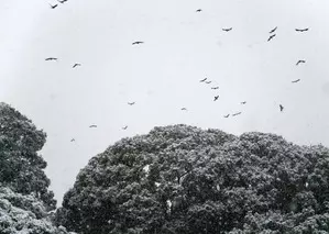 Heavy snow forecast in Japan through Tuesday