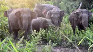 50 wild elephants electrocuted in Sri Lanka this year