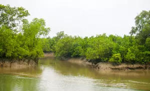 Illegal Bangladeshis use remote Sundarban islands for entering Bengal