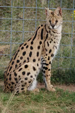 African Wild Cat rescued by BSF along India-Bangladesh border