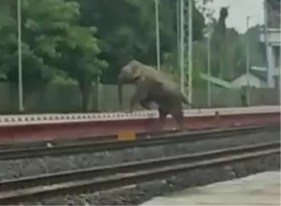 Tripura Forest Department complains to railways after wild elephant injured by speeding train