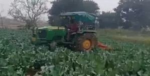 Farmers in Jharkhand forced to destroy bumper vegetable crop amid plummeting prices