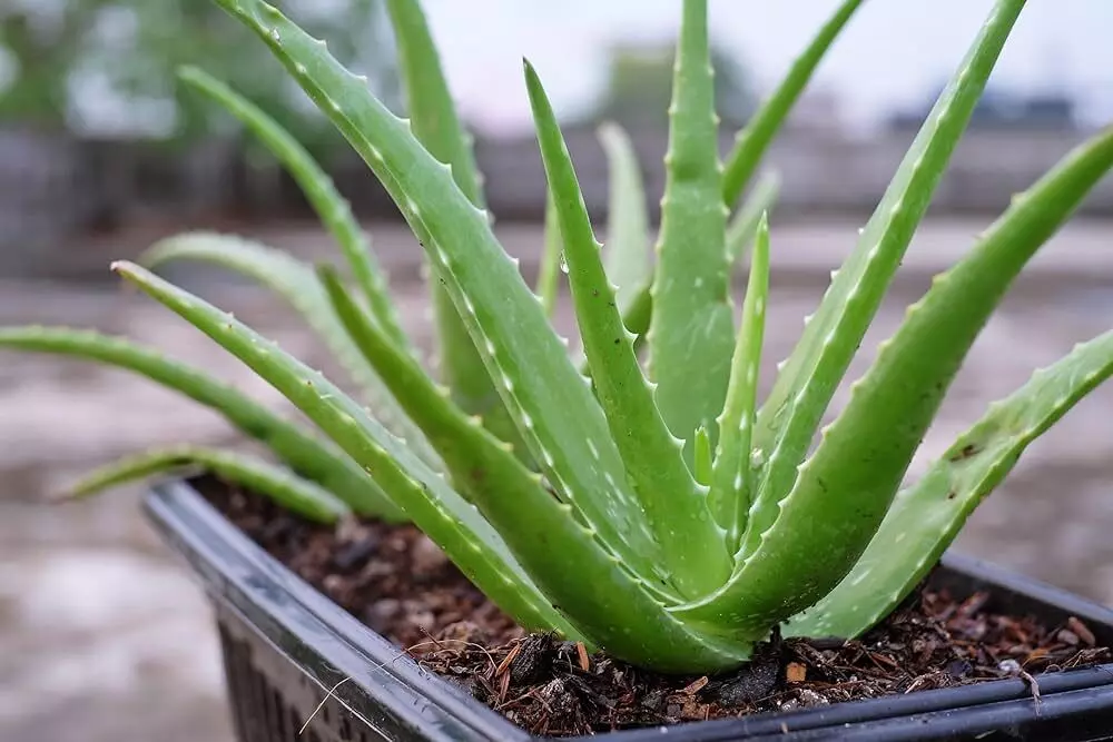 Aloe vera in Ayurveda: A wonderful boon for health