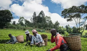 Kenya reports surge of tea export volumes, earnings in 2024