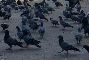 Man kills 28 pet pigeons of his neighbour in MP, booked