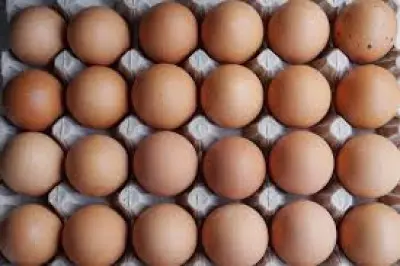 Bird flu outbreak drives up egg price to record high in US