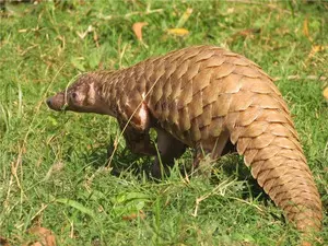 Critically endangered Indian Pangolin rescued in J&Ks Rajouri