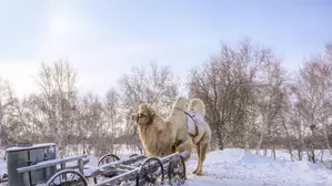 Severe winter weather affects several Mongolian provinces