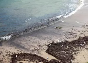 Australia: Return of debris balls forces closure of nine Sydney beaches