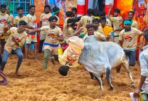 Avaniyapuram Jallikattu begins in TN, 1,100 bulls compete