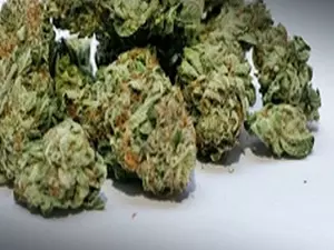 Customs officials seize marijuana valued at Rs 4cr from passenger in Bhubaneswar airport