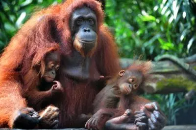 Four orangutans released into natural habitat in Indonesias East Kalimantan