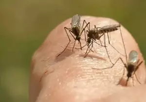 Two men hospitalised with mosquito-borne viruses in Australia