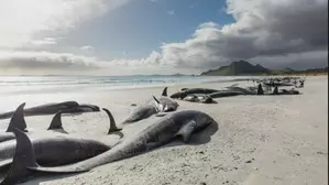 Three whales die after mass stranding in New Zealand