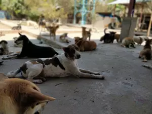 Sanctuary brings hope to stray animals in Myanmar