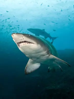 Australia: Scientists advocate for tagging, monitoring program to reduce shark attack risk