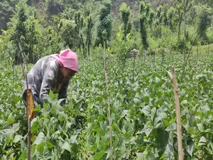 Total area under rabi crops crosses 640 lakh hectares