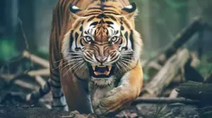 Kerala: Adivasi woman killed in tiger attack