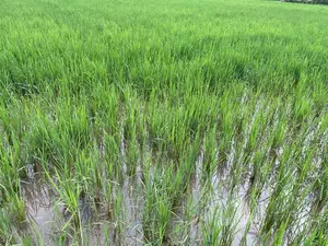 WEF 2025: Decarbonising Rice project trials expanded in India, Laos & Indonesia