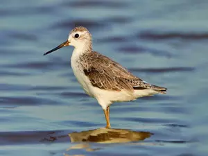 Gujarat: Bird census at Nal Sarovar sanctuary on Jan 25-26