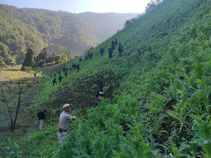 Security forces destroy 35 acres of illegal poppy cultivation in Manipur