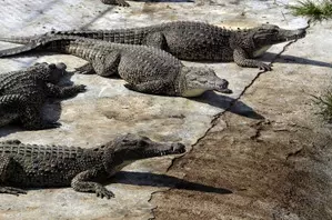 Vadodara to relocate 150 crocodiles amid Vishwamitri river development project